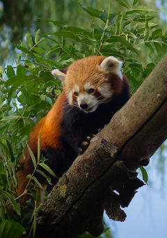 image d’un panda roux dans un arbre