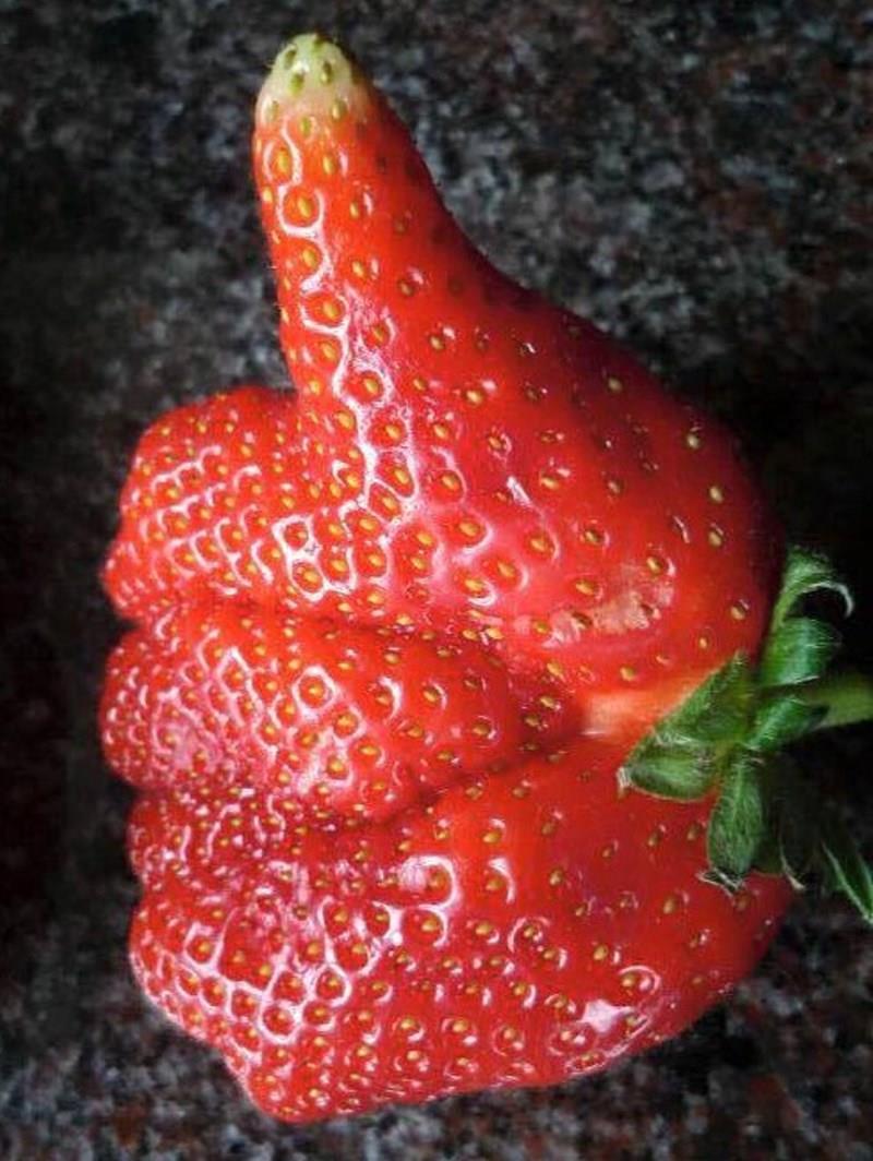le Top de la fraise