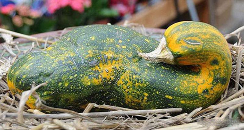 une courge