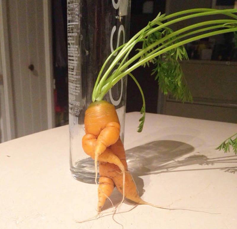 la danse de la carotte