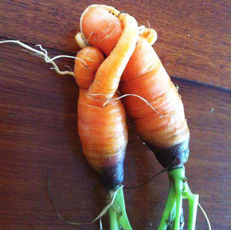 amour de carottes