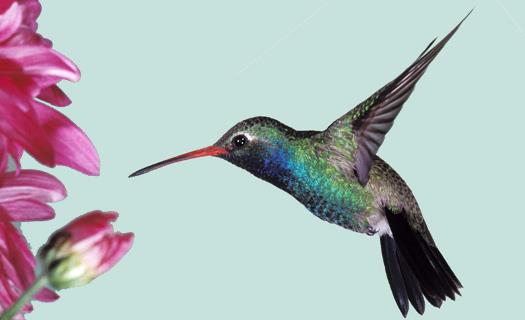 Hummingbird ( colibri )
