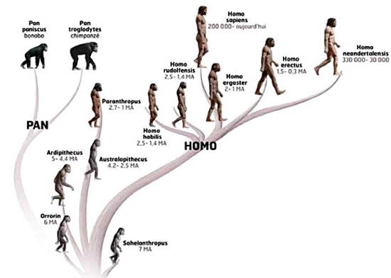 famille des hominidés