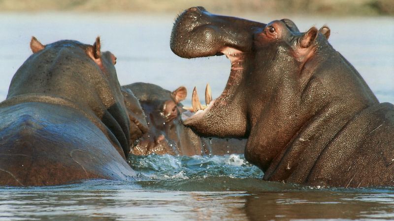 le bain des hippos