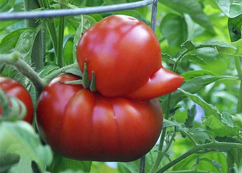 tomate coin-coin