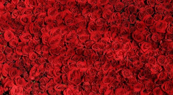 un tapis de roses rouges