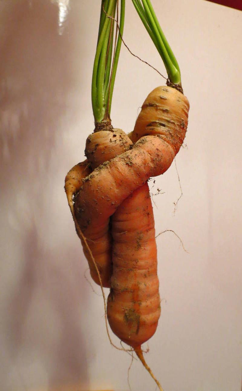 duo de carottes