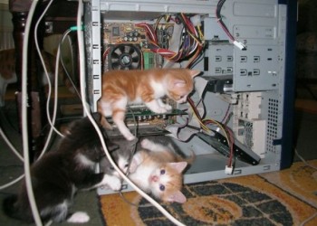 Cute-Kittens-In-Computer-Case